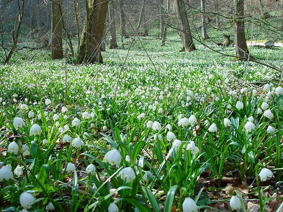 Märzenbecher